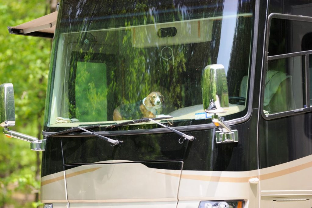 beagle dog in rv window - rv modifications for dogs