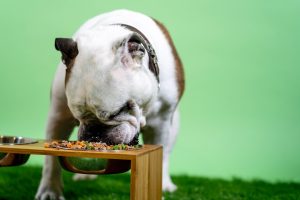 dog eating from food bowl