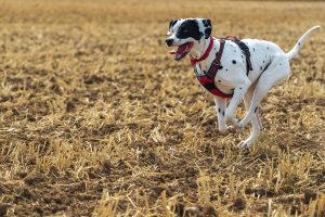dog running on field