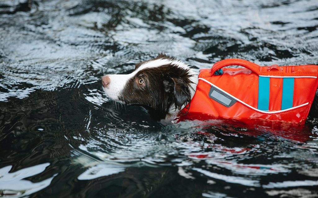 dog swimming while wearing life jacket