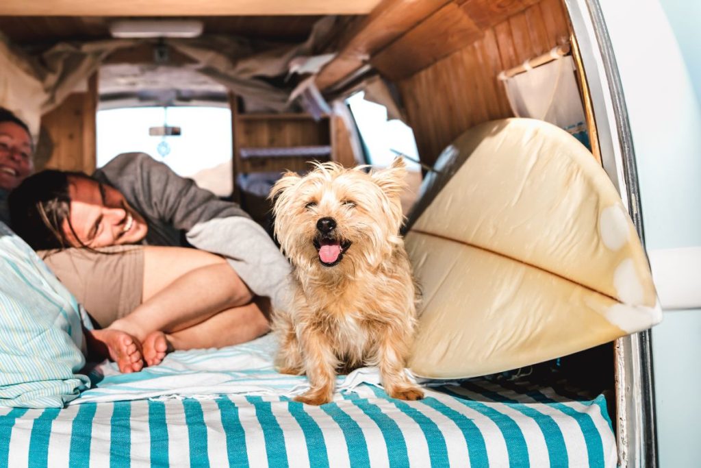 couple traveling with dog in rv - rv modifications for dogs