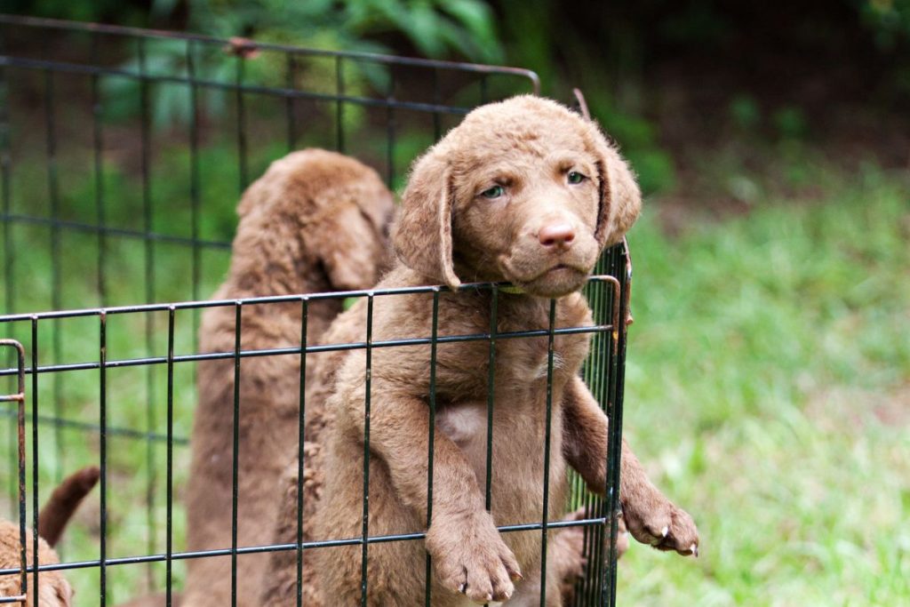 puppies inside dog pen for camping