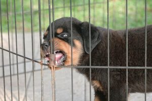 puppy biting dog fence