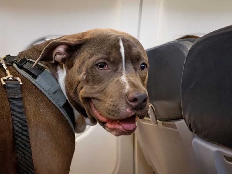 brown dog traveling in an airplane