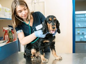 dog and vet doctor in a clinic; Can dogs get altitude sickness? Consulting with a veterinarian is good way to know if your dog is at risk.