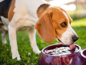 beagle dog drinking water