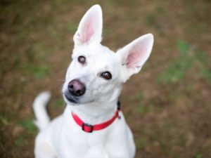 white dog with ears up; Do dogs' ears pop on planes? Similar to humans, the anatomy of a dog's ear can contribute to ear popping.
