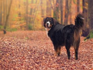 black dog in an autumn forest; If you're asking, can dogs get altitude sickness? If they're not used to high places, they are at risk of altitude sickness.