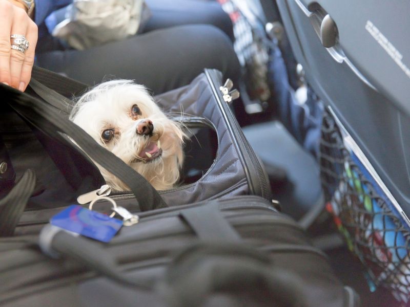 dog inside pet carrier in an airplane