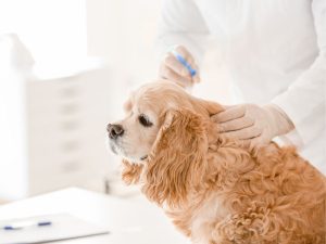 dog in veterinary clinic