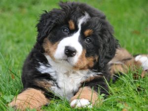 cute dog on grass