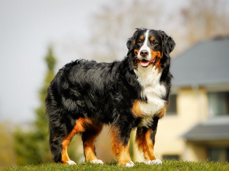 big dog standing outside on grass