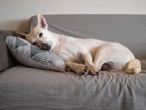 dog resting on couch; If you're asking, can dogs get altitude sickness? The answer is yes, and helping them recover is important.