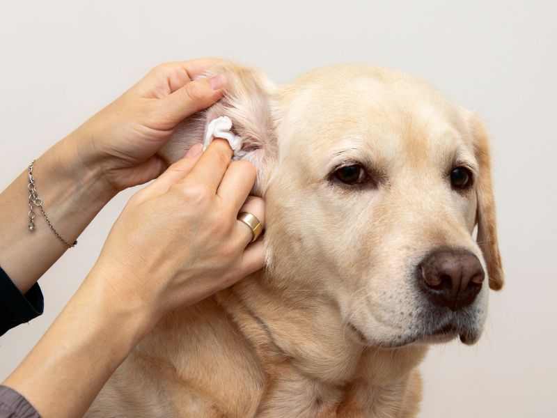 wiping a dog's ear due to discharge; Do dogs' ears pop on planes? Physical signs can show if your dog is experiencing ear popping so always be aware.
