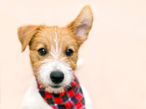 cute puppy with one ear up
