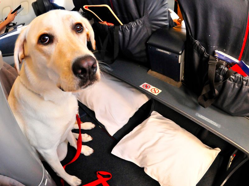 worried dog in an airplane; Do dogs' ears pop on planes? Watch out for signs of discomfort to know if your dog is experiencing ear popping.