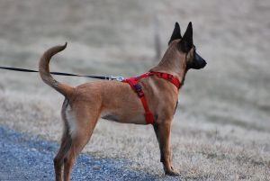 dog exploring with dog zip line for camping