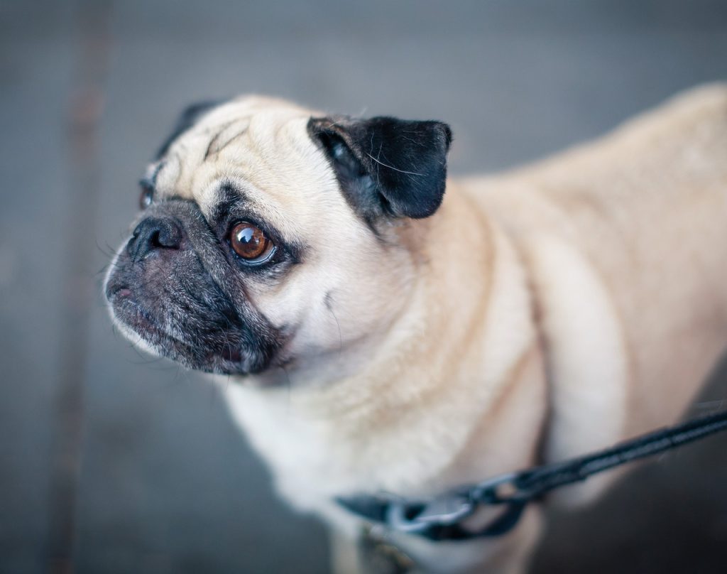 pug using a dog zip line for camping