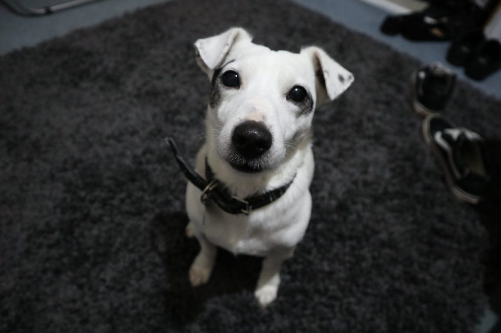 white dog in travel trailer