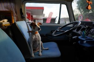 dog in travel trailer sitting in front