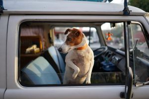 dog in travel trailer window